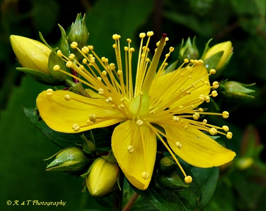 {Hypericum graveolens}